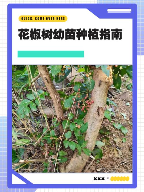 郑州家政月嫂怎么选？靠谱机构推荐