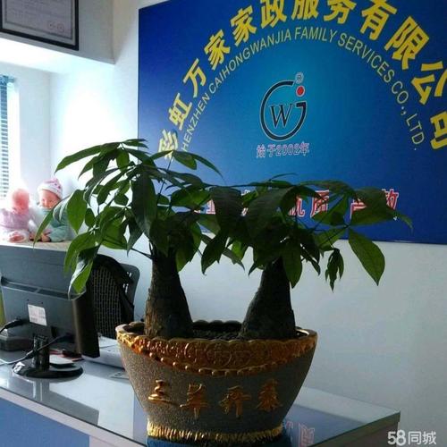 家政工作具体包括哪些服务内容？